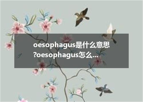 oesophagus是什么意思?oesophagus怎么发音?oesophagus的解释和用法