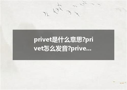 privet是什么意思?privet怎么发音?privet的解释和用法