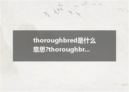 thoroughbred是什么意思?thoroughbred怎么发音?thoroughbred的解释和用法