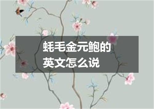 蚝毛金元鲍的英文怎么说