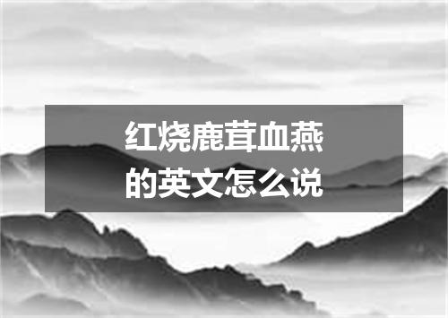 红烧鹿茸血燕的英文怎么说