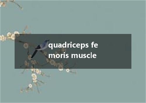 quadriceps femoris muscle是什么意思
