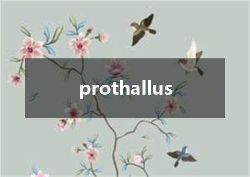 prothallus是什么意思