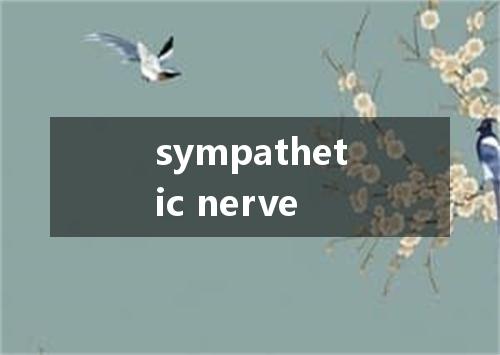 sympathetic nerve是什么意思