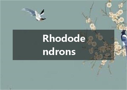 Rhododendrons是什么意思