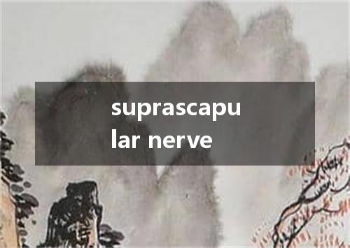 suprascapular nerve是什么意思