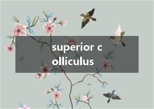 superior colliculus是什么意思