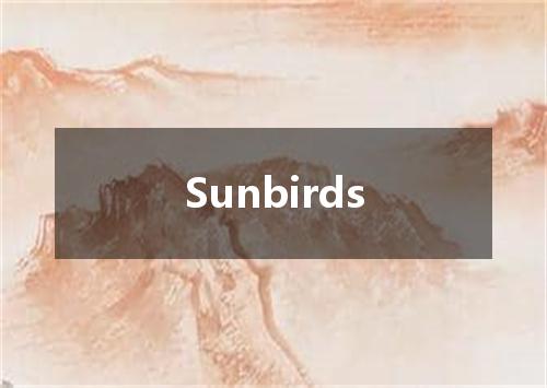 Sunbirds是什么意思