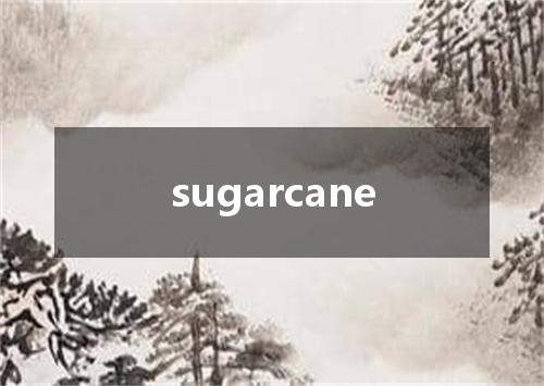 sugarcane是什么意思