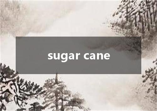 sugar cane是什么意思