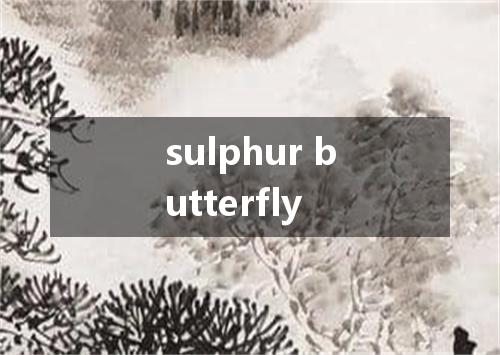 sulphur butterfly是什么意思