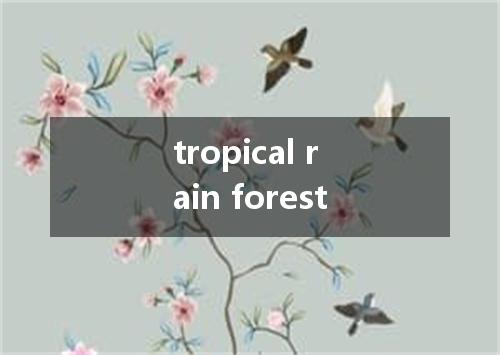 tropical rain forest是什么意思