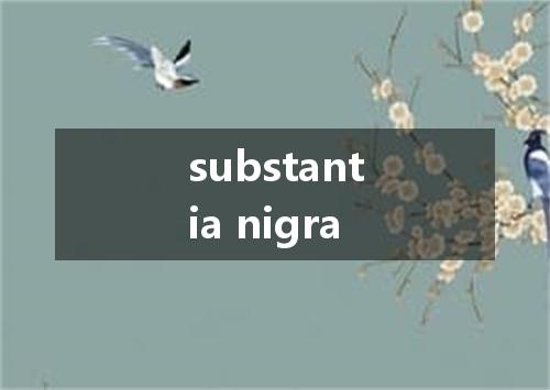 substantia nigra是什么意思