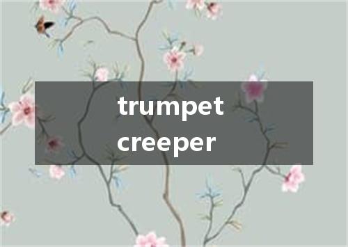 trumpet creeper是什么意思
