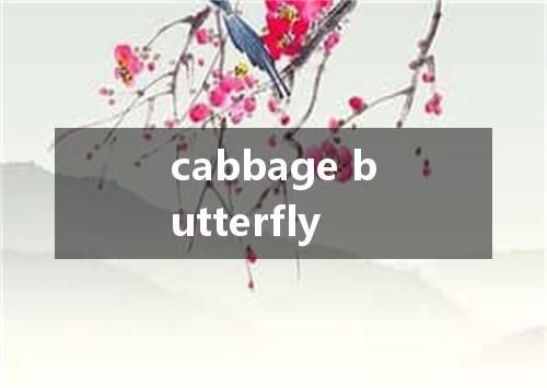 cabbage butterfly是什么意思