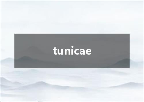 tunicae是什么意思