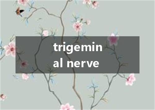 trigeminal nerve是什么意思