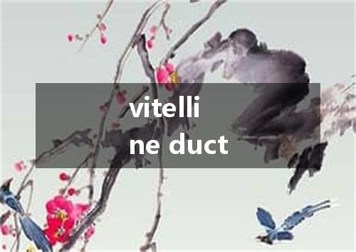 vitelline duct是什么意思