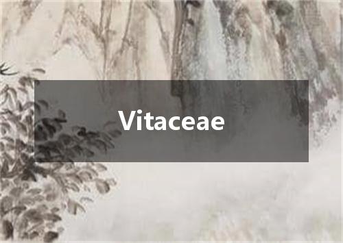 Vitaceae是什么意思