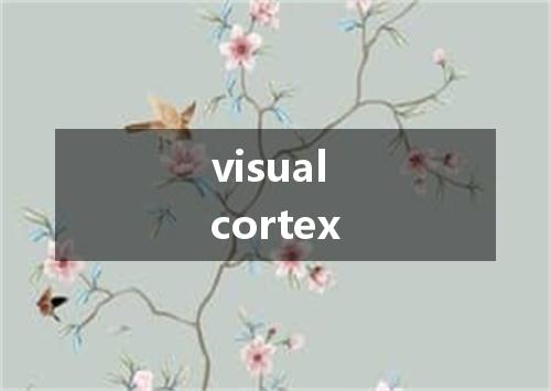 visual cortex是什么意思