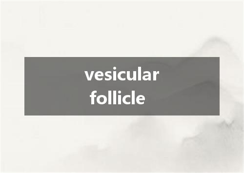 vesicular follicle是什么意思
