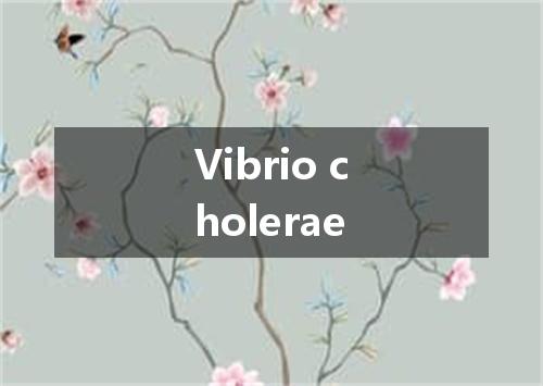 Vibrio cholerae是什么意思