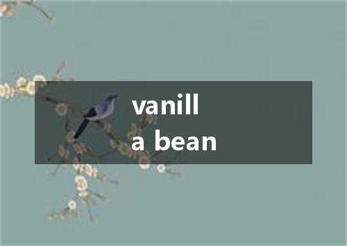 vanilla bean是什么意思