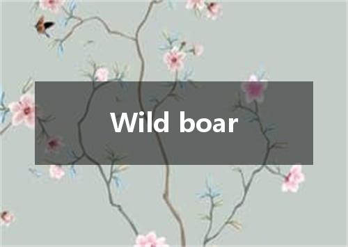 Wild boar是什么意思
