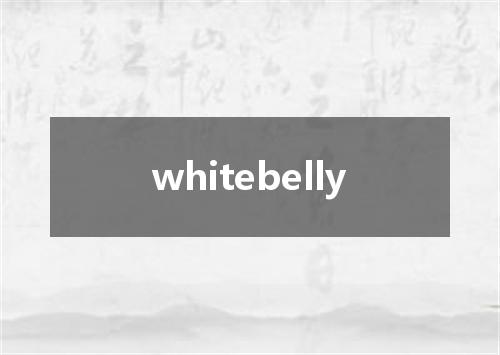 whitebelly是什么意思