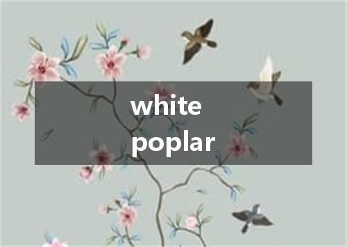 white poplar是什么意思