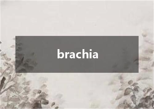 brachia是什么意思