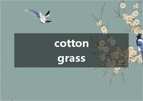 cotton grass是什么意思