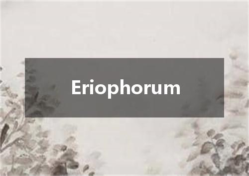 Eriophorum是什么意思
