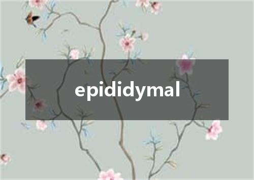epididymal是什么意思