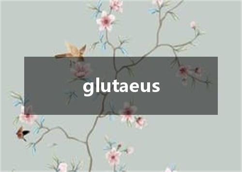 glutaeus是什么意思