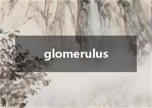 glomerulus是什么意思