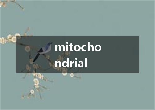 mitochondrial是什么意思