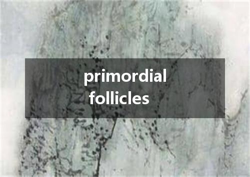 primordial follicles是什么意思