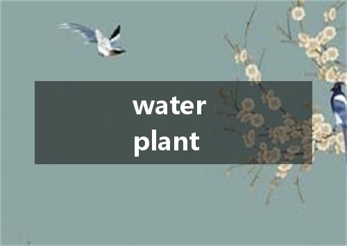 water plant是什么意思