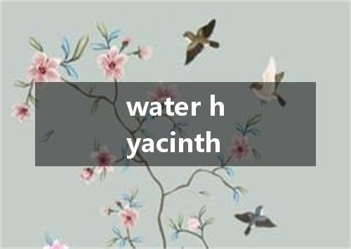 water hyacinth是什么意思