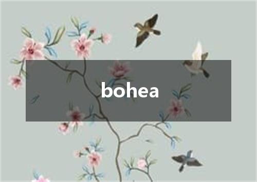 bohea是什么意思