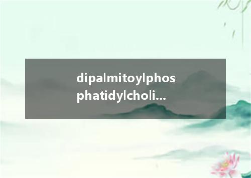 dipalmitoylphosphatidylcholine是什么意思