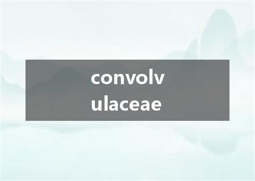 convolvulaceae是什么意思
