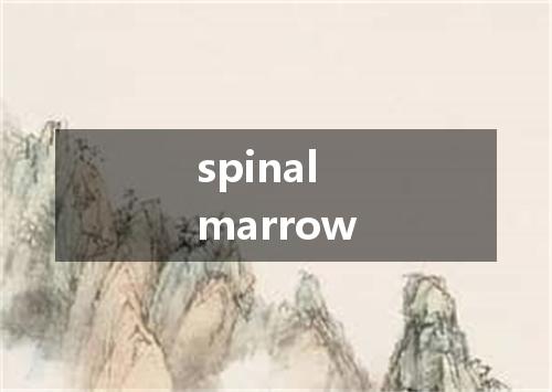 spinal marrow是什么意思