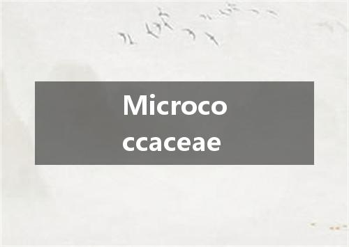 Micrococcaceae是什么意思