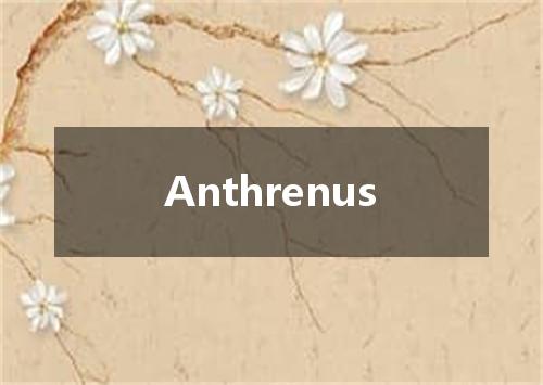 Anthrenus是什么意思