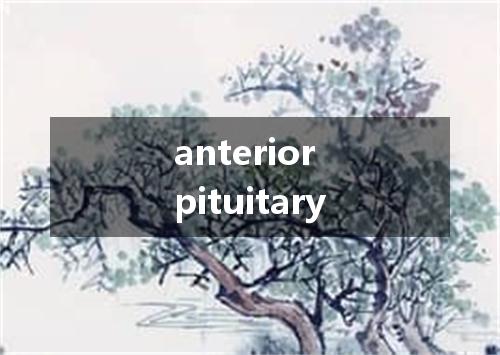 anterior pituitary是什么意思