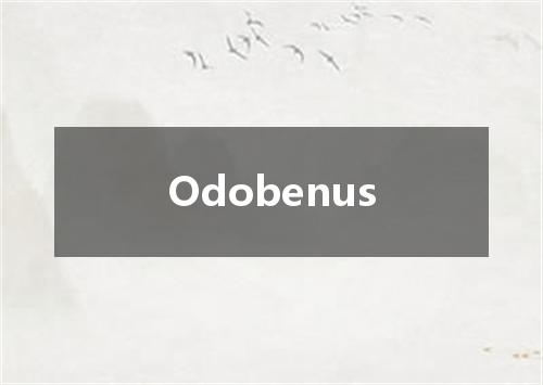 Odobenus是什么意思