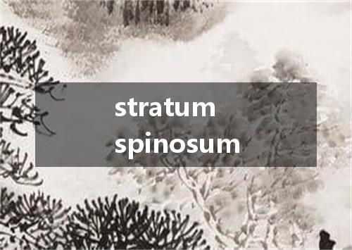 stratum spinosum是什么意思