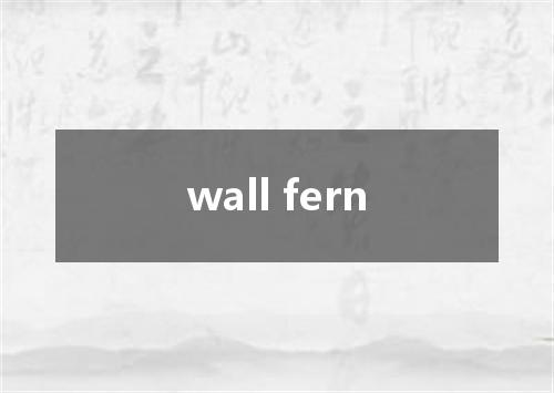 wall fern是什么意思